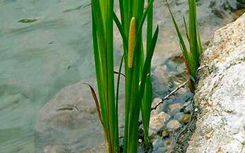 Calamus blat, whose root is used to increase male potency