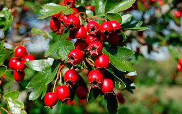 Hawthorn improves a man's libido, but can lower blood pressure