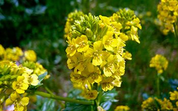 Rapeseed with regular use will relieve prostatitis