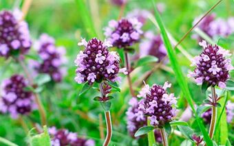 Thyme is useful for potency, but there are contraindications for use